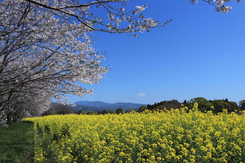 西都市　西都原古墳群の桜(筆者撮影)